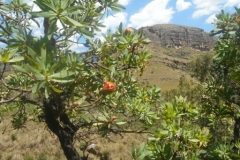 Mountain protea