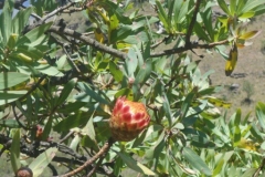 Mountain protea