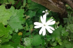 Short-tubed drumsticks