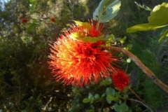 Wild bottlebrush