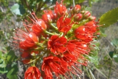Wild bottlebrush