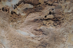 Dinosaur Footprint