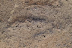 Dinosaur Footprint