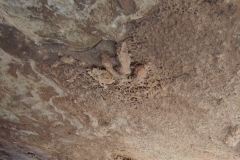 Dinosaur Footprints