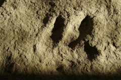 Dinosaur Footprint