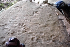 Dinosaur Footprints