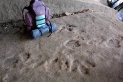 Dinosaur Footprints