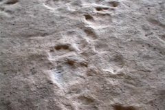 Dinosaur Footprints