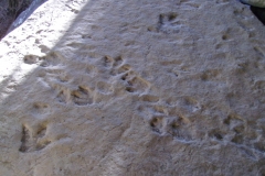 Dinosaur Footprints