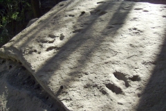 Dinosaur Footprints