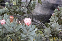 Butterfly and Proteas
