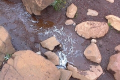 Sulphur Spring
